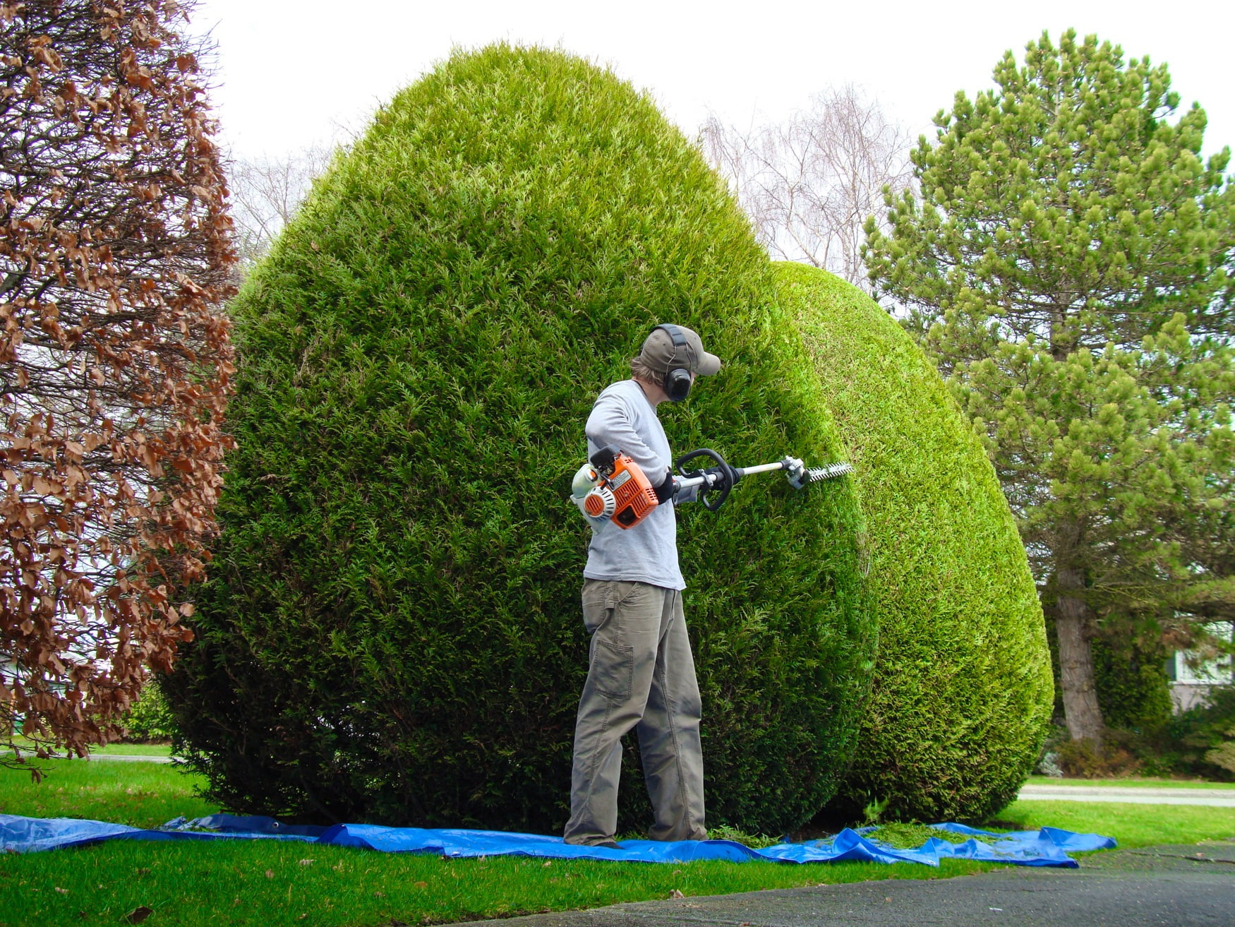 Tree & Hedge Control » Cutting Edge Landscaping